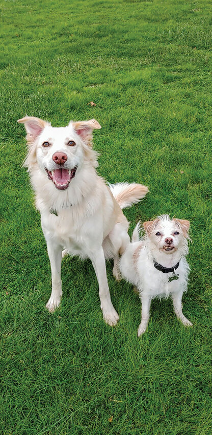 Woodland resident Jaymi Sowder says her dogs, Lola and Beau (&ldquo;the gremlin&rdquo;), pushed her into leading efforts for a Woodland dog park.