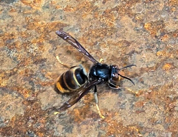 An invasive yellow-legged hornet was discovered on a grain ship in the Port of Vancouver on April 30. Now, the Washington State Department of Agriculture (WSDA) Pest Program is asking residents in the greater Vancouver area to watch for and report possible sightings of the species.