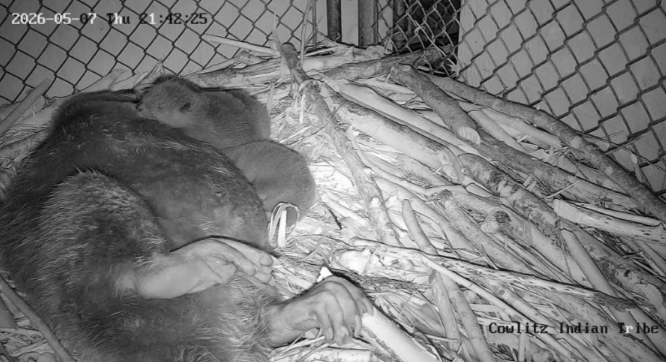 Beaver kits are pictured with their mother in this photo provided by the Cowlitz Indian Tribe.
