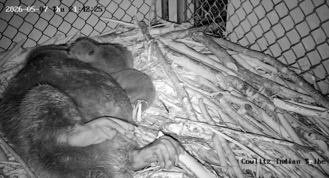 Beavers are pictured on the live feed in these photos provided by the Cowlitz Indian Tribe.