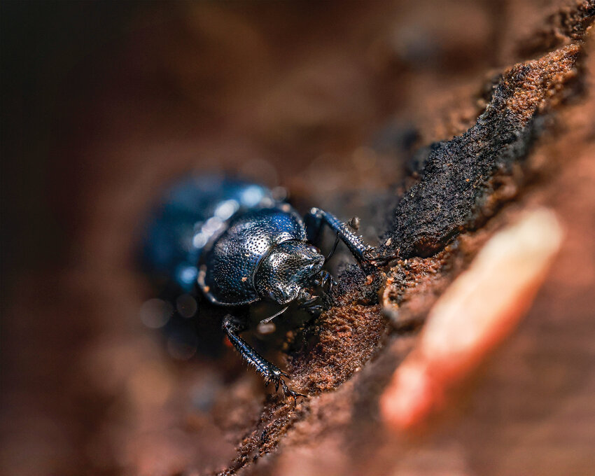 A stag beetle species is photographed in a 29-image focus stack with macro equipment in Reflector reporter Cade Barker&rsquo;s backyard habitat on Monday, May 18.