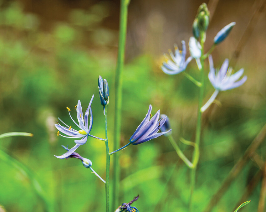 A common Camas lily blooms in a meadow section of Reflector reporter Cade Barker&rsquo;s native plant habitat in April.