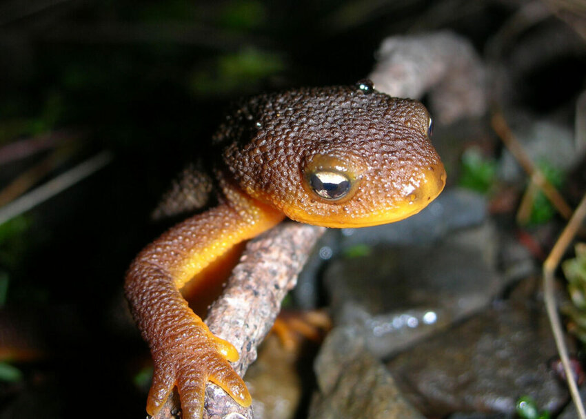 The Crater Lake newt, or Mazama newt, pictured here is endemic to Crater Lake in southern Oregon. The population has plummeted in recent decades due to predation from crayfish that were first introduced in the late 1800s, and whose numbers have exploded as the lake&rsquo;s temperature rises due to climate change.