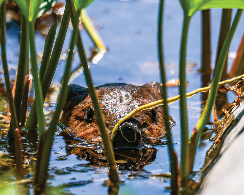 A beaver kit looks up from the water after being released in a wetland area near Mount St. Helens on Thursday, May 28, as part of the Cowlitz Indian Tribe&rsquo;s efforts to relocate the mammal species across Southwest Washington.