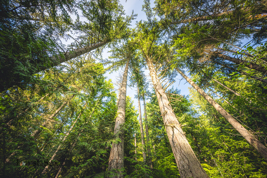 Tree stands in the Tree Well timber sale in the Elwha Watershed. Environmental groups are suing Washington&rsquo;s Department of Natural Resources to block two timber sales, arguing the agency didn&rsquo;t adequately assess how removing the trees would impact the watershed. (Photo courtesy of Scott McGee/Elwha Legacy Forests Coalition)