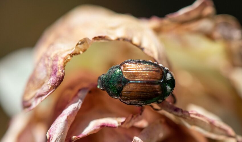 A Japanese beetle in the Grandview area in 2021. (Washington State Department of Agriculture)