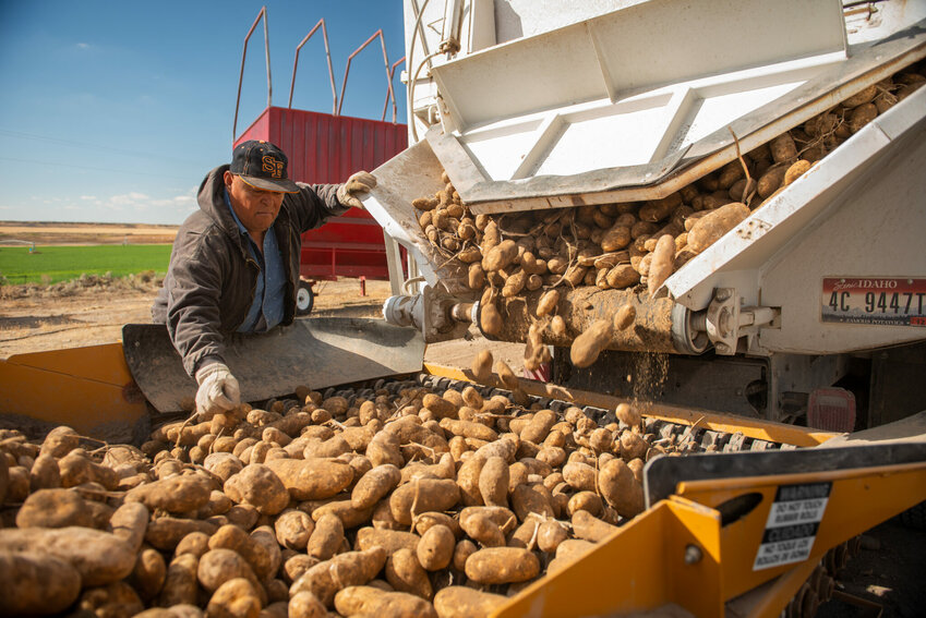Potato harvest and sorting near Yale Rd. and Frontage Rd. in Declo, Idaho.