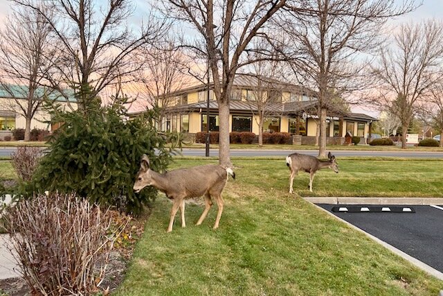 Deer graze in an office park in Bend, Oregon, in December 2025. An initiative that would ban hunting, fishing, raising animals for food and most other killing of animals other than insects could appear on Oregon ballots in 2026. (Photo by Julia Shumway/Oregon Capital Chronicle)