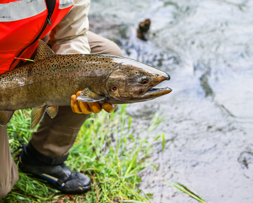 An adult spring Chinook salmon awaits release into South Coldwater Creek during a historic reintroduction effort led by the Washington Department of Fish and Wildlife and partner agencies on Wednesday, June 10. The project aims to restore salmon access to habitat above the Sediment Retention Structure in the North Fork Toutle River Basin.