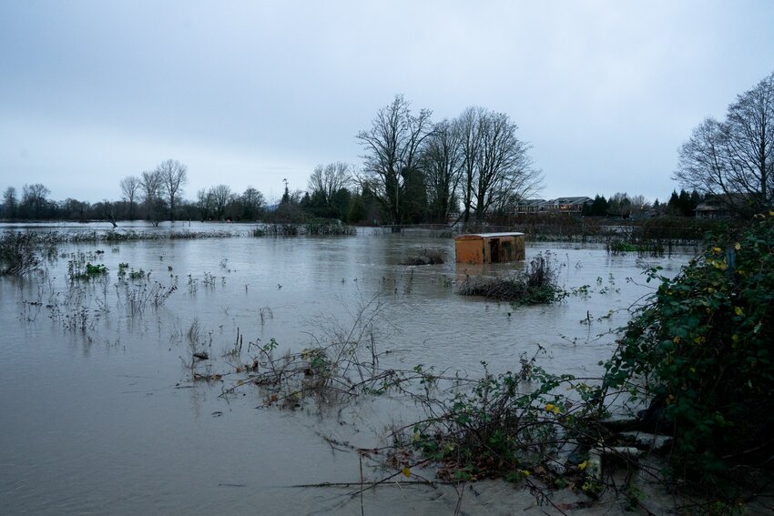 Debris floats down the Nooksack river in Ferndale, which has flooded Hovander Homestead Park.