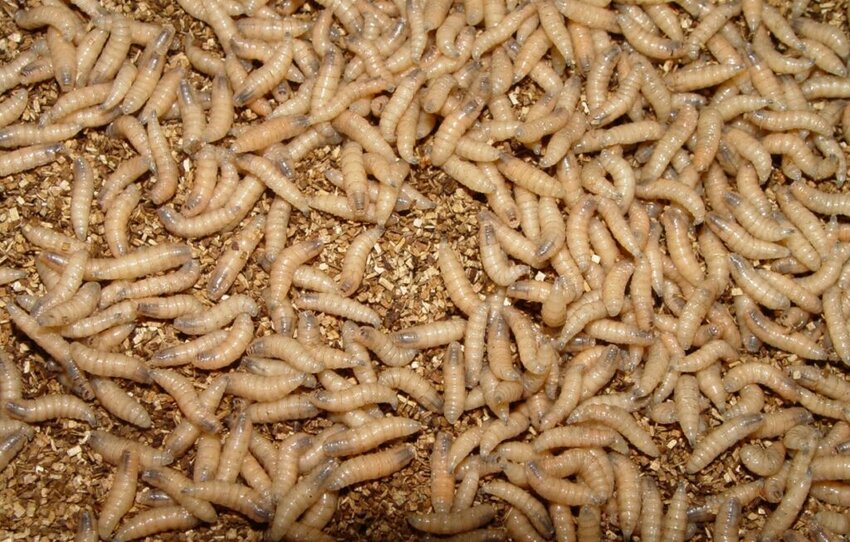Larvae hatch from New World screwworm eggs within about 24 hours before burrowing into the infested animal&rsquo;s wound to feed on living flesh.