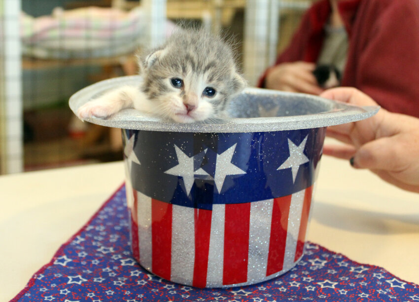 Furry Friends recommends keeping cats indoors on the day fireworks are expected, including cats that are usually allowed outside for short periods. Owners should be extra careful when opening and closing exterior doors, since frightened cats may try to slip out or bolt once fireworks begin.