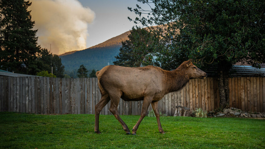 An elk wanders through a Packwood yard as smoke from the Goat Rocks Fire rises from the Gifford Pinchot National Forest.