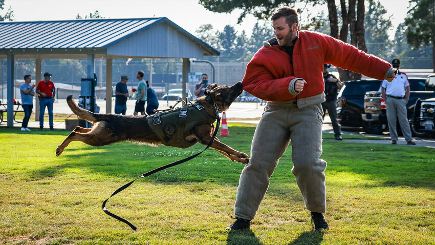 The Clark County Sheriff&rsquo;s Office K-9 Demonstration Team shows off K-9 Knox&rsquo;s abilities to attendees of National Night Out in La Center on Tuesday, Aug. 18.