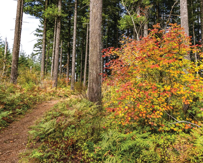 A vine maple shows off fall colors of red, orange and yellow on the same branch along the Tarbell Trail in eastern Clark County on Wednesday, Sept. 30.