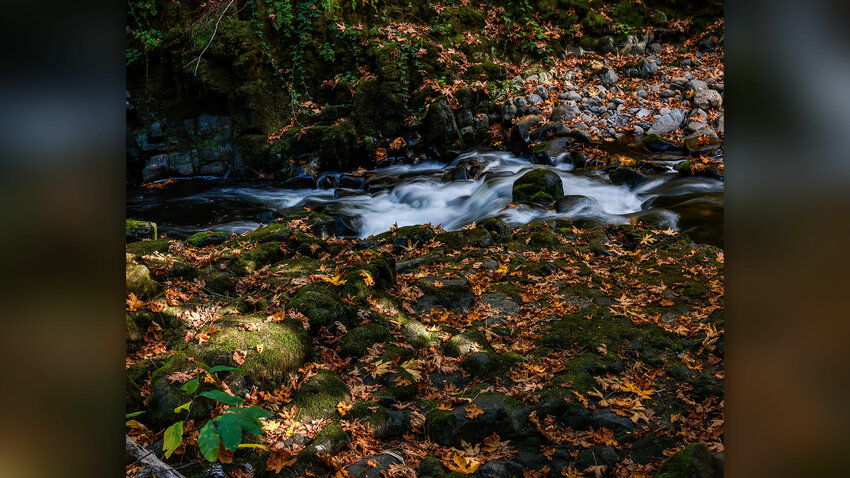 Fallen leaves stick to rocks in Cedar Creek upstream from the Cedar Creek Grist Mill on Thursday, Oct. 8.