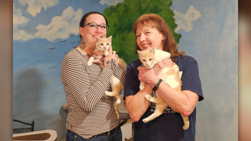 Lieutenant Dan, a cat who was taken in by the shelter and had his leg amputated, standing on a bed at the Furry Friends Cat Shelter on Tuesday, Oct. 13.
