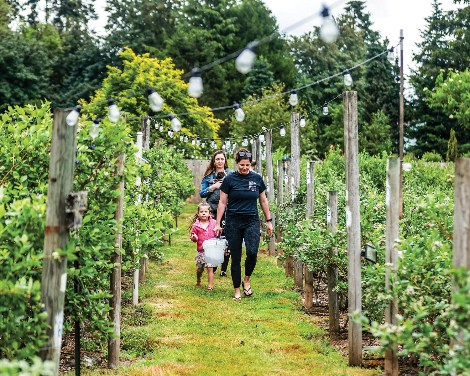 Buzz and Berry Patch in Battle Ground opens for blueberry season | The ...