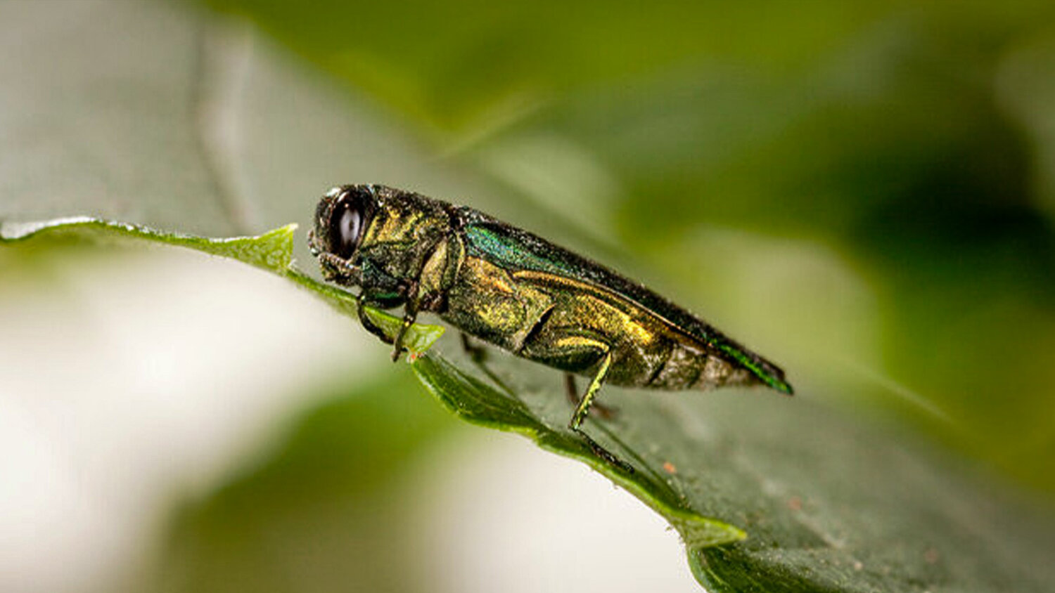 Invasive beetle that has wiped out millions of ash trees confirmed in Vancouver