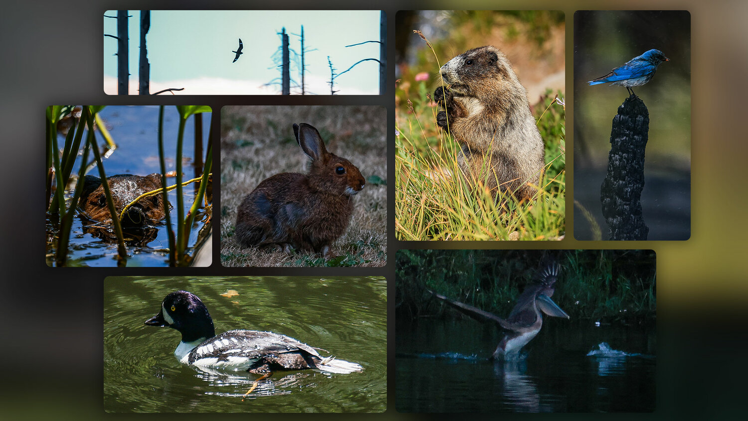 A wild update: Photographing 26 lesser seen critters - The Reflector