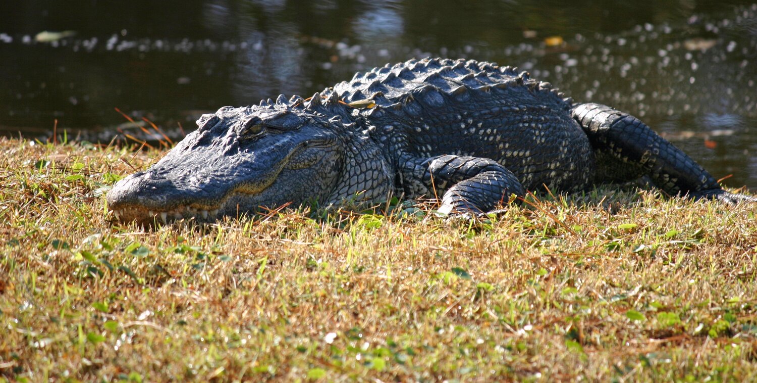 Alligator Lottery Application Now Available Walterboro Live