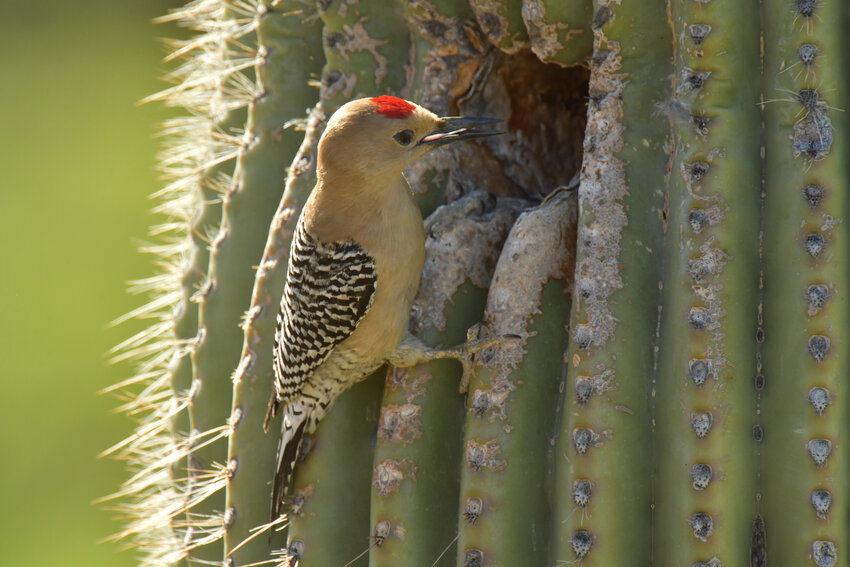 North Peoria’s wild side lives along the Agua Fria River